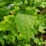 Scutellaria lateriflora Leaf