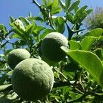 Citrus trifoliata Fruit