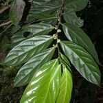 Casearia coronata Leaf