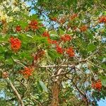 Arbutus menziesii Fruit