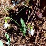 Galanthus plicatus ᱛᱟᱦᱮᱸ