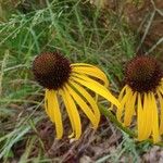 Echinacea paradoxa Flor