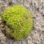 Maclura pomifera Fruto