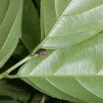 Casearia coronata Leaf