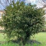 Torreya californica Hábitos