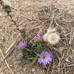 Machaeranthera tanacetifolia Hedelmä