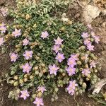 Spergularia rupicola Flower