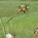 Bunias erucago Fruit