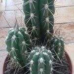 Pachycereus pecten-aboriginum Hoja