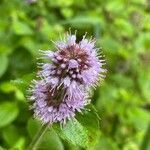 Mentha aquatica Floare