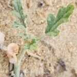 Neurada procumbens Blad