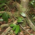 Pachira dolichocalyx Other