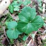 Cardamine trifolia Blad