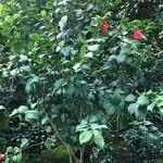 Camellia oleifera Habit