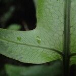 Bolbitis fluviatilis Leaf