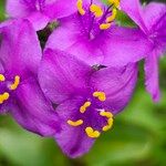 Tradescantia crassifolia Kvet