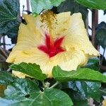 Hibiscus ovalifolius Blodyn