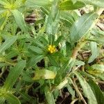 Pectis prostrata Flor