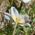 Callianthemum coriandrifolium Flor