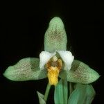 Lycaste deppei