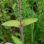 Silene pendula Leaf