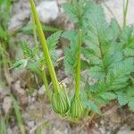 Erodium gruinum Fruit