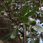 Elaeodendron transvaalense عادت