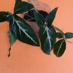 Syngonium wendlandii Leaf