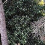Ficus pancheriana 葉