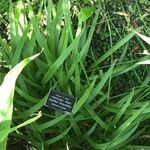 Agapanthus inapertus Leaf