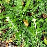 Achillea odorata 葉