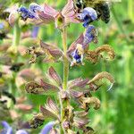 Salvia candelabrum Flor