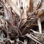 Carex halleriana چھال