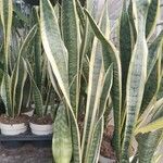 Dracaena trifasciataList