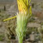 Malacothrix glabrata Flower