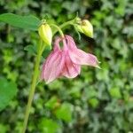 Aquilegia vulgarisFlor