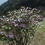 Rhododendron campanulatum Hábitos