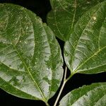 Celtis schippii Leaf