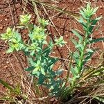Euphorbia papillosa