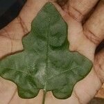 Solanum trilobatum Leaf