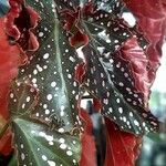 Begonia maculata Blad