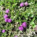 Cirsium acaulon अन्य