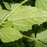 Croton hirtus Leaf