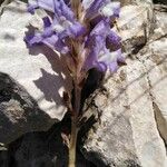 Orobanche nana Anders