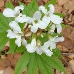 Cardamine heptaphylla Квітка