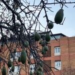 Ceiba speciosa Φρούτο