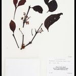 Phoradendron obtusissimum