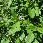 Solanum furcatum Leaf