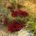 Cyathopsis floribunda Habitat