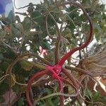 Tillandsia bulbosa Blomst